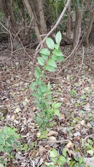 Ligustrum lucidum