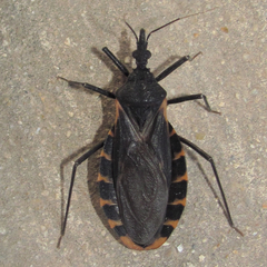 Triatoma gerstaeckeri