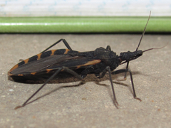 Triatoma gerstaeckeri