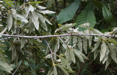 Quercus × leana