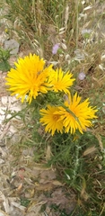 Scolymus grandiflorus