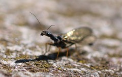 Phaeostigma