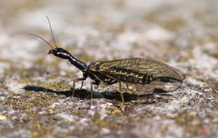 Phaeostigma