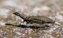 Phaeostigma