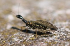 Phaeostigma