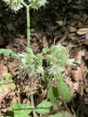 Hydrophyllum macrophyllum