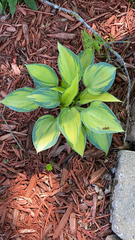 Hosta undulata