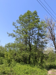 Alnus glutinosa barbata