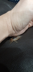 Orthoptera