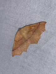 Tetracis cervinaria