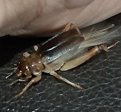 Orthoptera