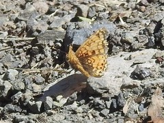 Phyciodes pallida