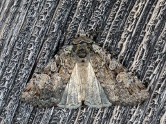 Anaplectoides pressus