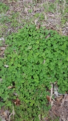 Trifolium repens