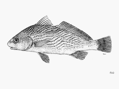 Cortez Croaker photo 3
