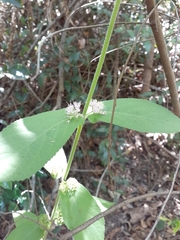 Callicarpa rubella