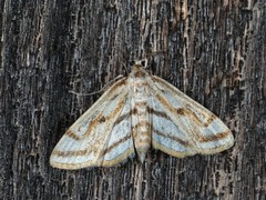 Parapoynx badiusalis