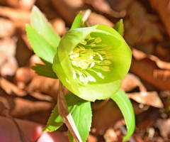 Helleborus cyclophyllus