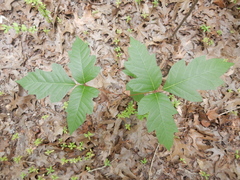 Toxicodendron radicans verrucosum