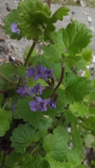 Glechoma hederacea
