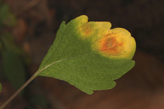 Puccinia recondita