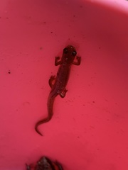 Eurycea chamberlaini