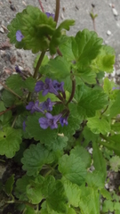Glechoma hederacea