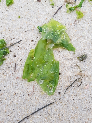 photo of Broadleaf Sea Lettuce (Ulva lactuca)