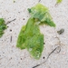 photo of Broadleaf Sea Lettuce (Ulva lactuca)