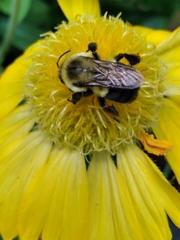 Bombus impatiens image