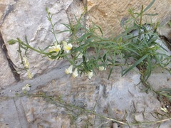 Antirrhinum siculum