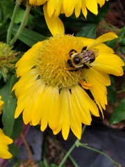 Bombus impatiens image
