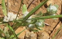 Bombycilaena discolor