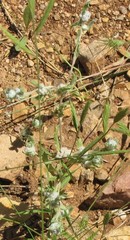 Bombycilaena discolor