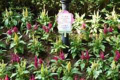 Celosia argentea plumosa