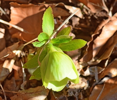 Helleborus cyclophyllus