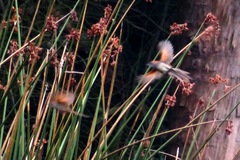 Synallaxis subpudica