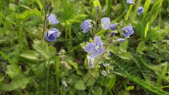 Veronica chamaedrys