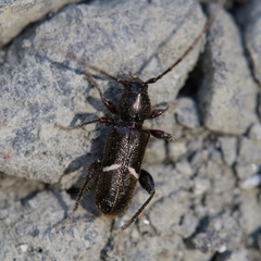 Phymatodes vulneratus