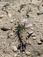 Phlox stansburyi