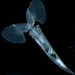Creseis - Photo (c) Census of Marine Zooplankton, algunos derechos reservados (CC BY-NC-SA)