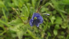 Veronica chamaedrys