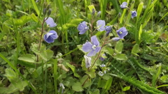 Veronica chamaedrys