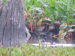 Gallinago nobilis