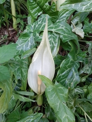 Arum italicum