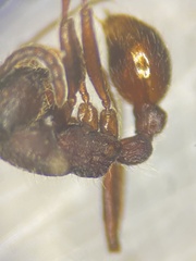 Neivamyrmex nigrescens