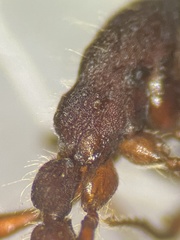 Neivamyrmex nigrescens