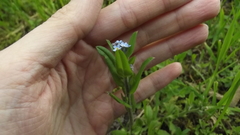 Myosotis