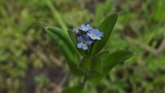 Myosotis