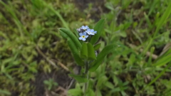 Myosotis